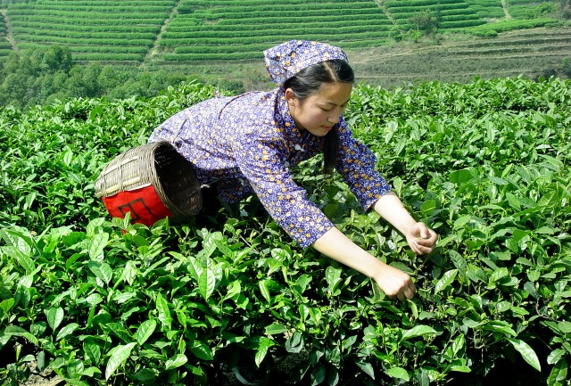 采摘新茶.jpg