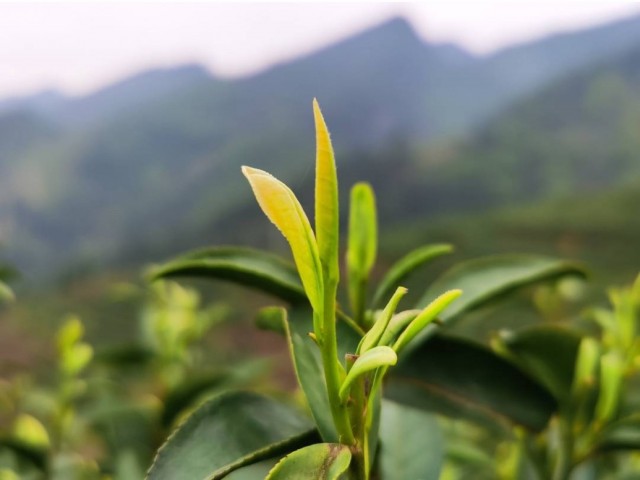 嫩绿的春茶.jpg