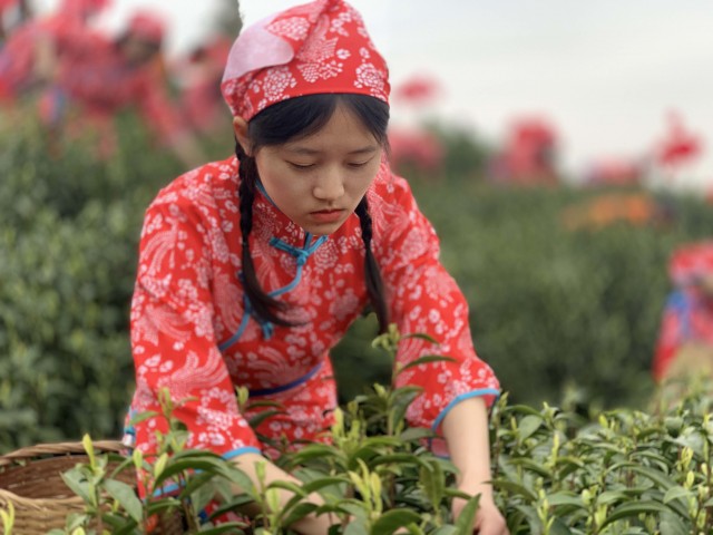 采茶姑娘正在釆茶.jpg