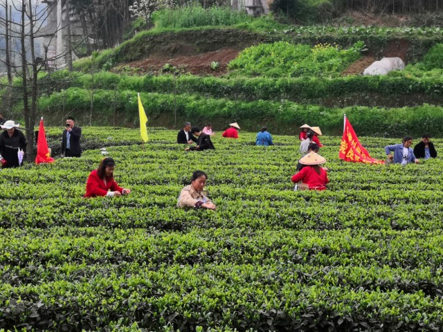 筠连:人勤春来早 采茶正当时