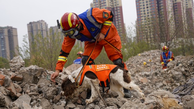 512搜救犬叮当真实故事图片