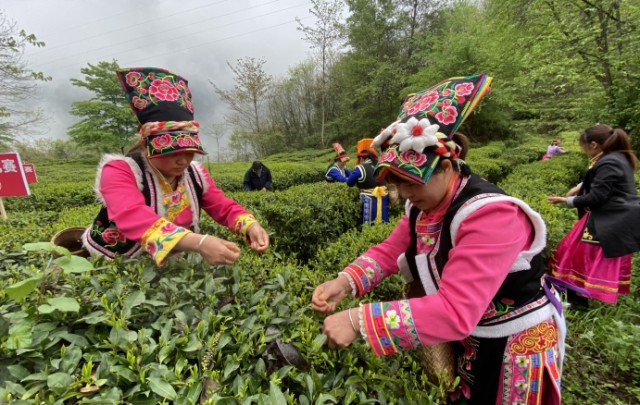 北川问茶!从"唐代八大名茶 到如今"世界绿茶金奖"