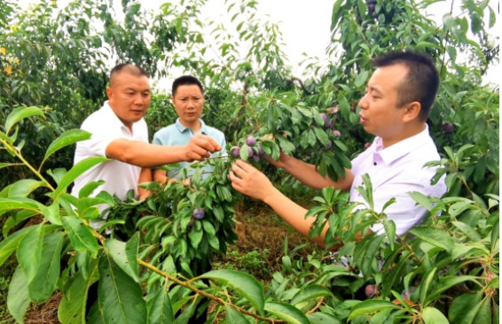 仁寿李子高简历图片