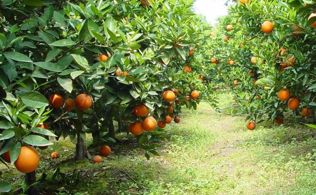 红江橙适合种植地区图片