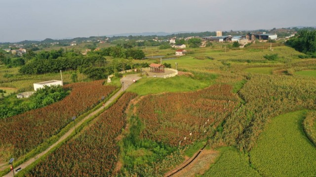 龙贯山稻粱园区李子核心区.jpg