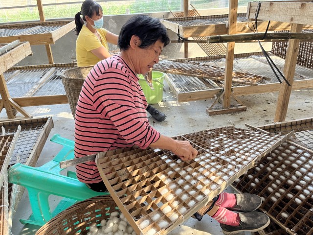 怀德镇安怀村今年的首批蚕茧迎来丰收 (2).jpg