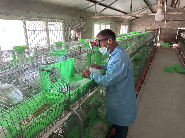 李桥镇车桥村养殖肉兔.jpg