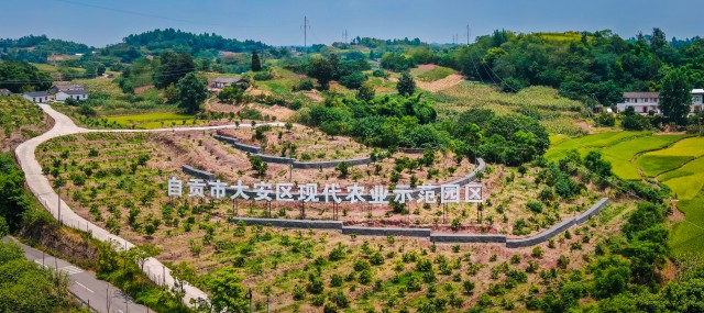 自贡市大安区现代农业示范园区 宋姿熠 摄.jpg