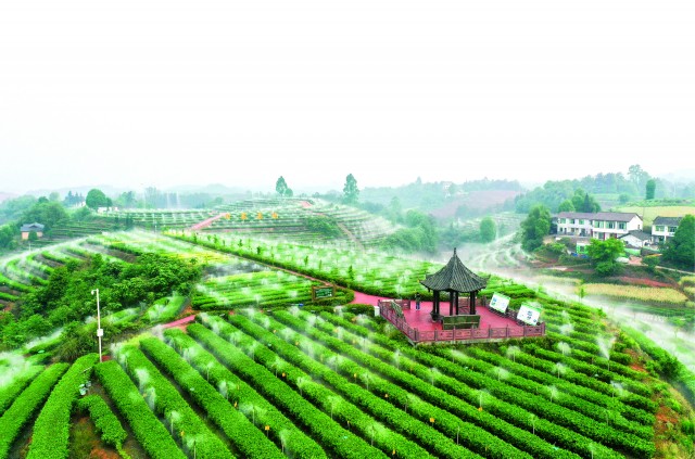 雾灌美茶园（王宇 摄）.jpg